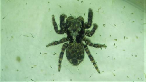 Réf. 277 744 : Pseudeuophrys erratica